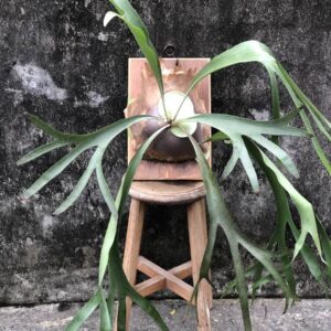 二叉 普鹿