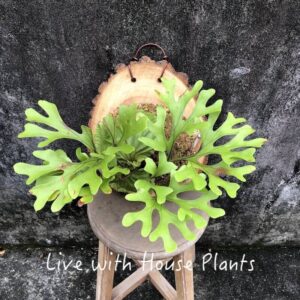 亞洲猴腦