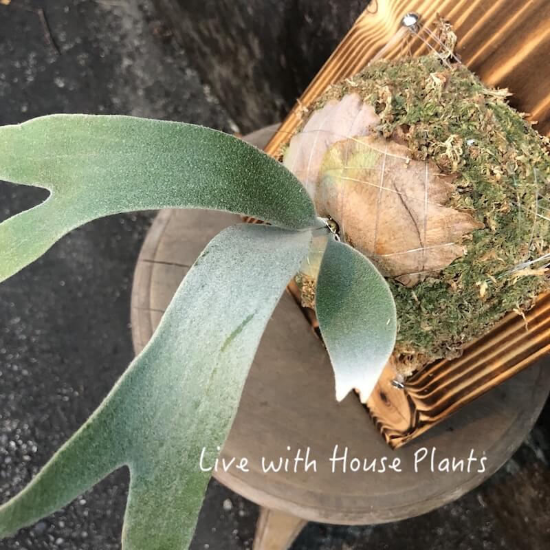 銀鹿鹿角蕨– 風和日麗｜鹿角蕨．觀葉植栽．多肉植物