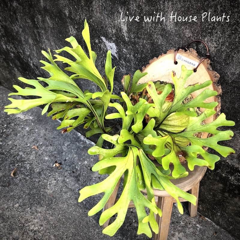 亞洲猴腦 鹿角蕨 樟木厚切片 #1 – 風和日麗|鹿角蕨.觀葉植栽.多肉植物