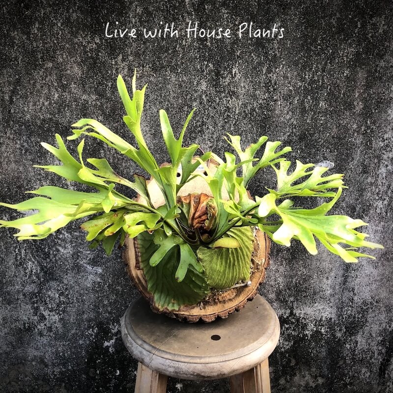 亞洲猴腦 鹿角蕨 樟木厚切片 #1 – 風和日麗|鹿角蕨.觀葉植栽.多肉植物
