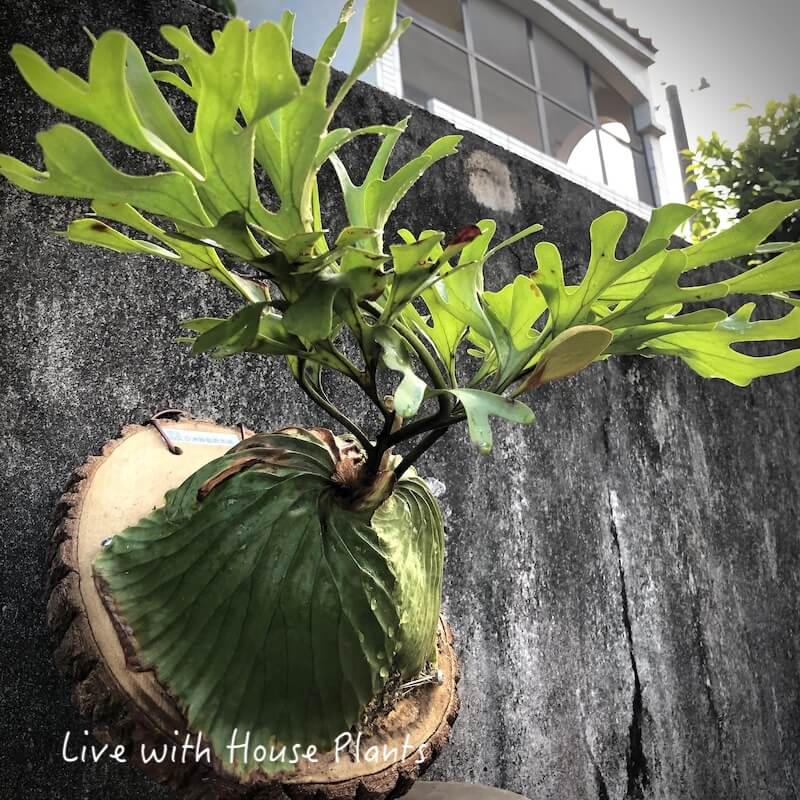 亞洲猴腦 鹿角蕨 樟木厚切片 #1 – 風和日麗|鹿角蕨.觀葉植栽.多肉植物