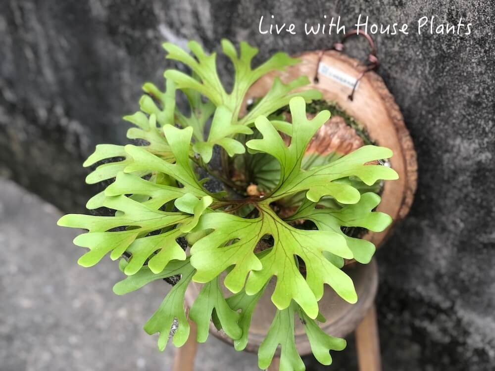 亞洲猴腦 鹿角蕨 樟木厚切片 #3 – 風和日麗|鹿角蕨.觀葉植栽.多肉植物